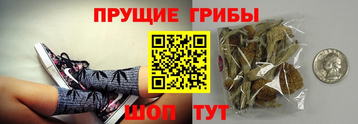 Выборг  Галлюциногенные грибы Psilocybine cubensis  Вход с VPN 